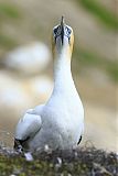 Australasian Gannet